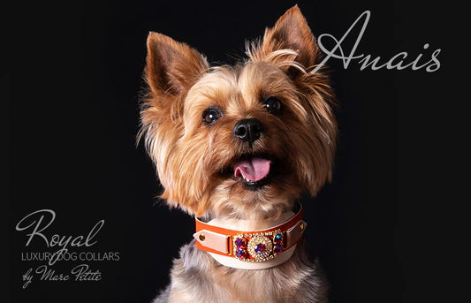 Luxury Dog Collar for Yorkies