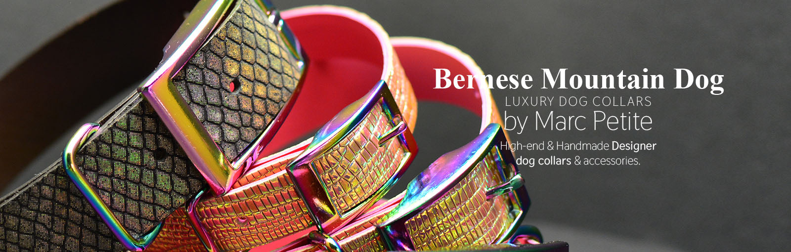Bernese Mountain Dog Collars - Marc Petite