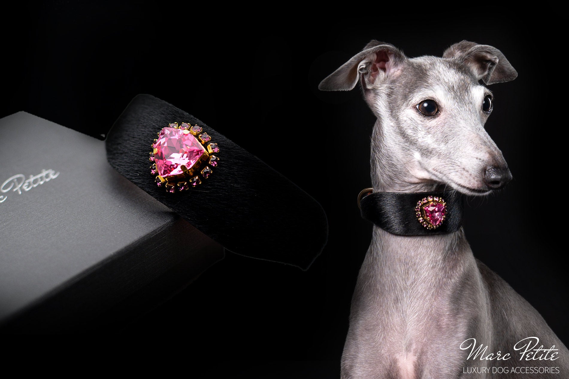 Italian Greyhound Dog Collar