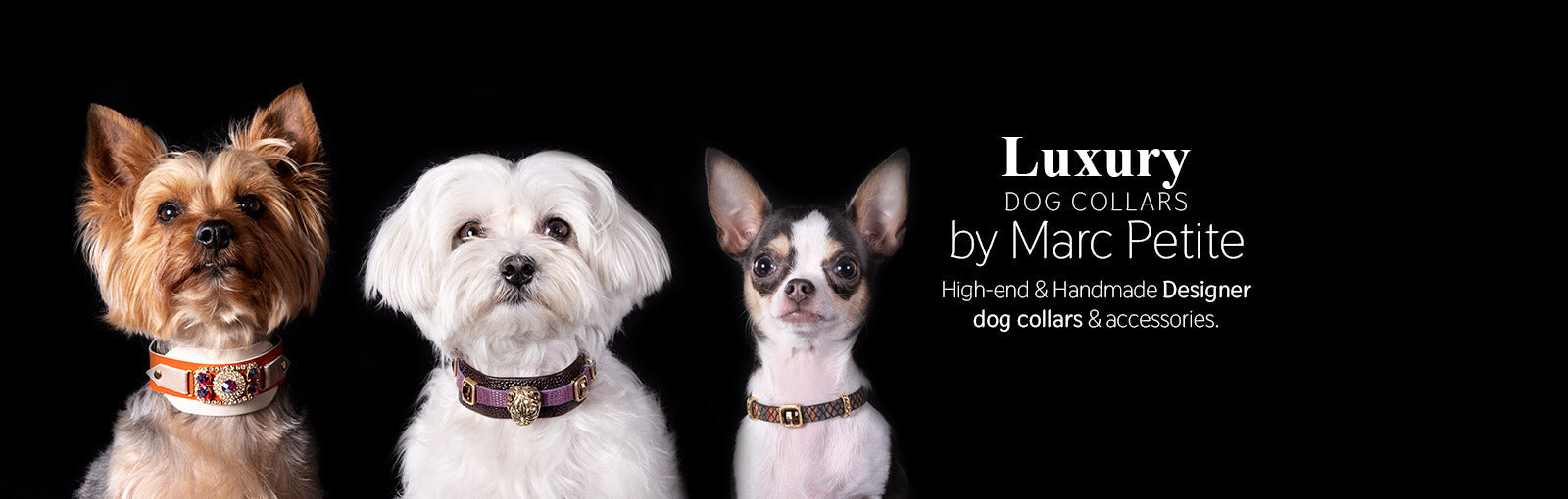 Luxury and designer dog collars