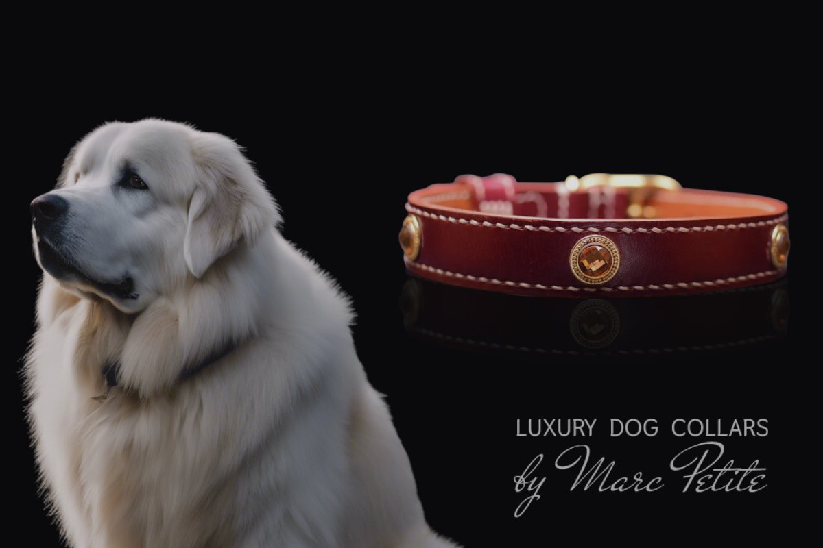 Great Pyrenees collar