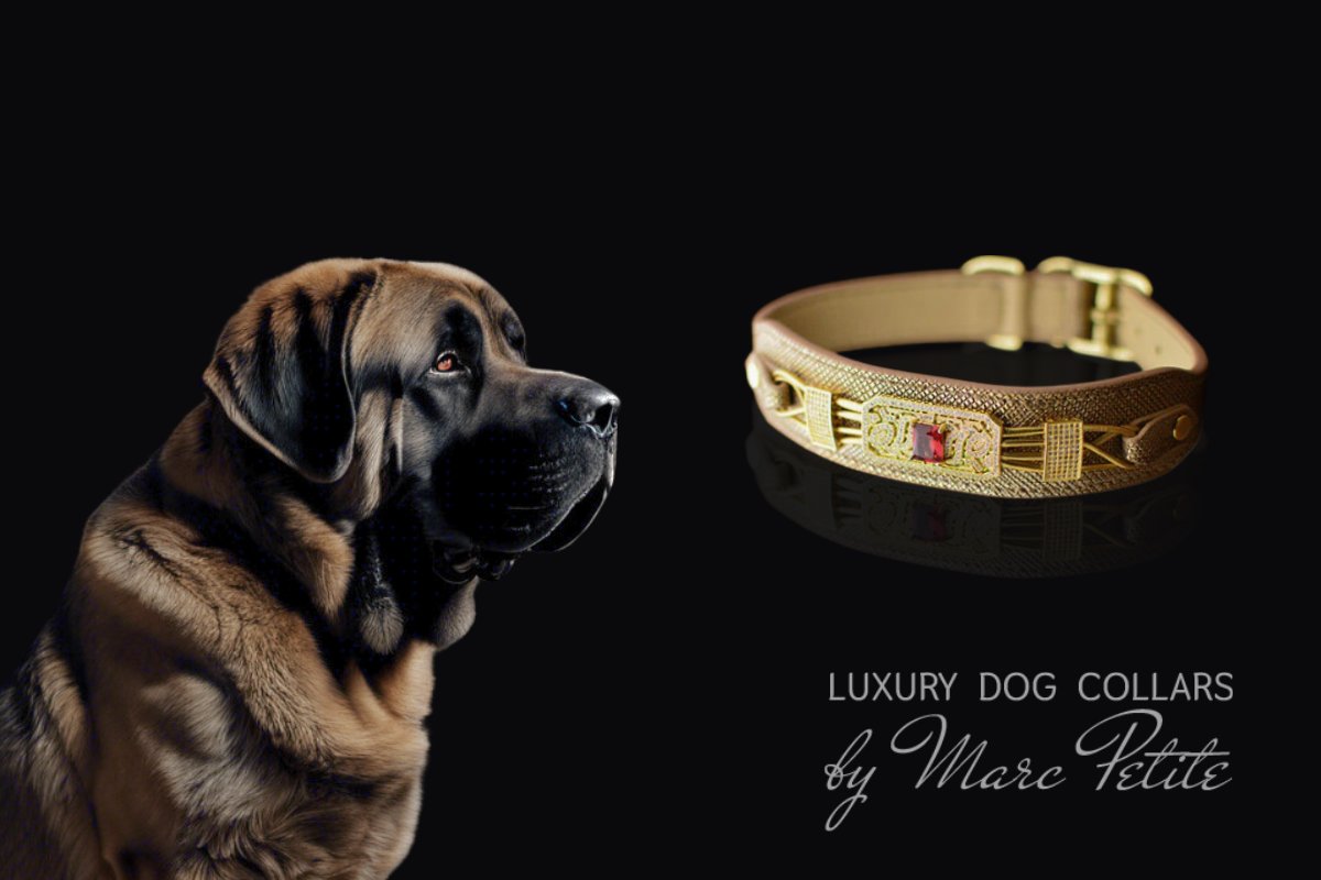 Spanish Mastiff Collars & Leashes