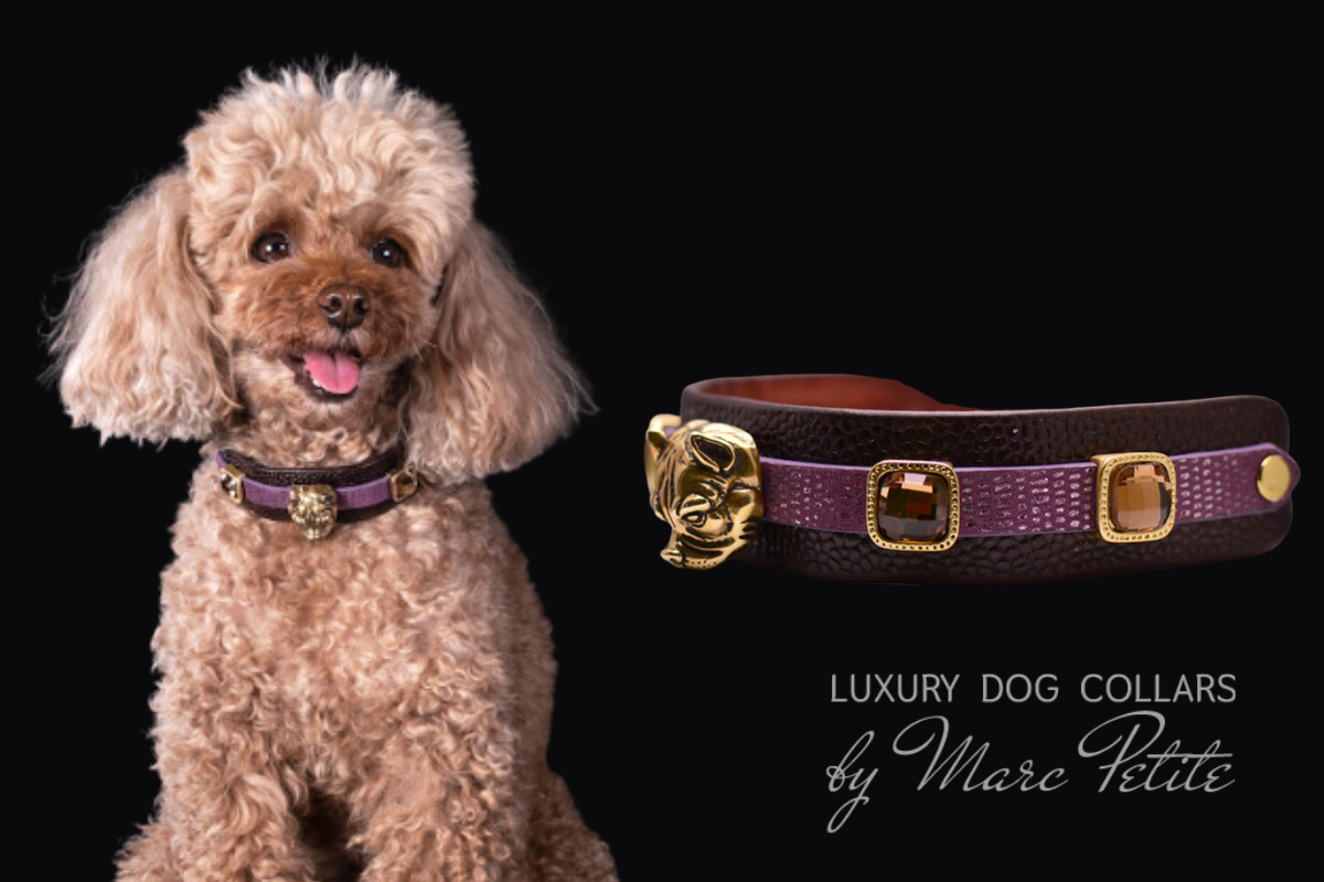 toy poodle luxury and designer collars