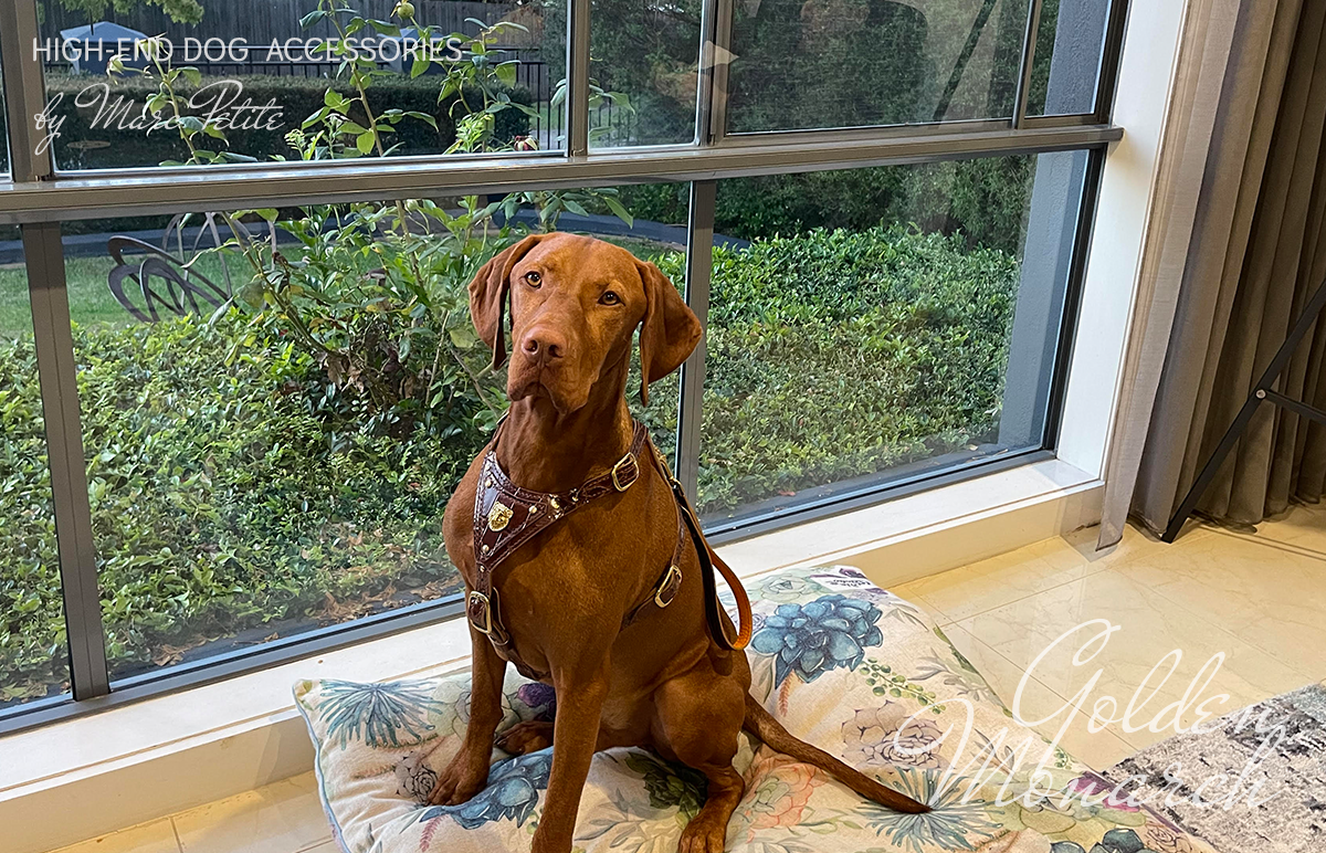 Golden Monarch Dog Harness & Leash