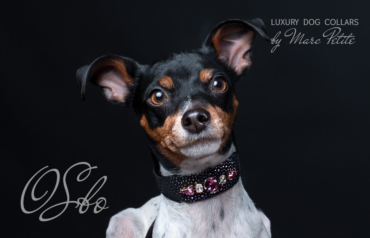 Royal Dog Collar