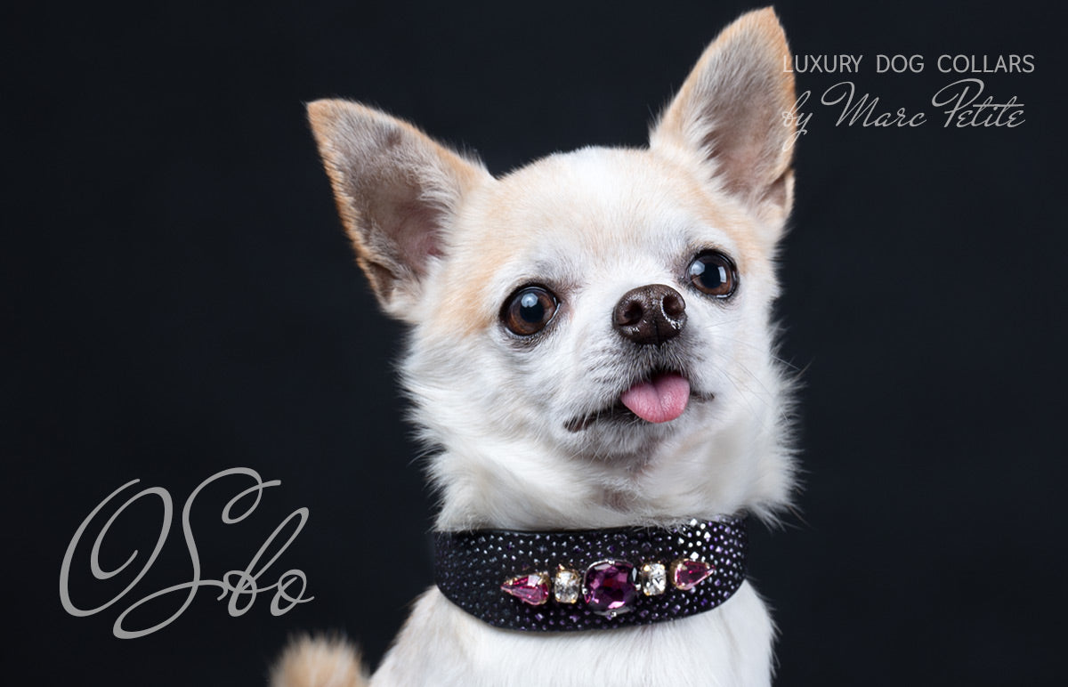 Luxury Dog Collar