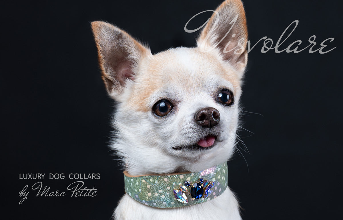 Luxury Dog Collar