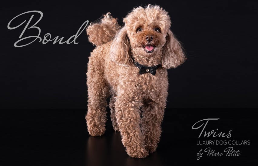 Poodle designer collars