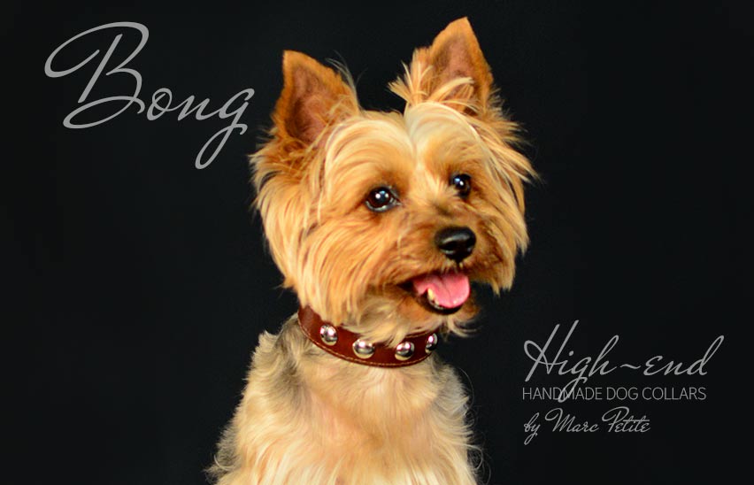 Yorkie dog collar