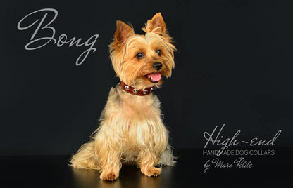 Designer Dog collar