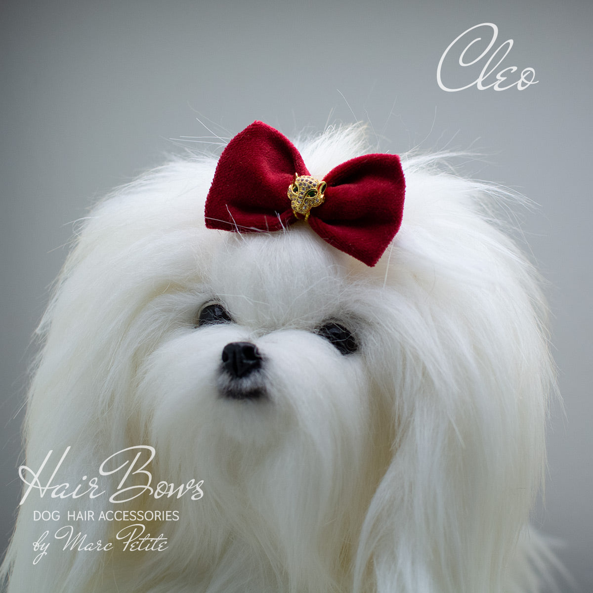 shih tzu dog hair bow