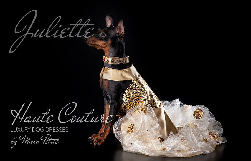 Desginer Dog Dress
