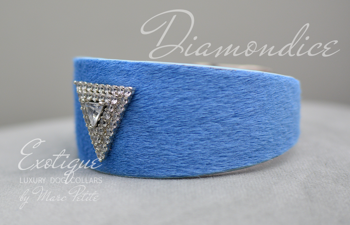 Desginer Dog Collar