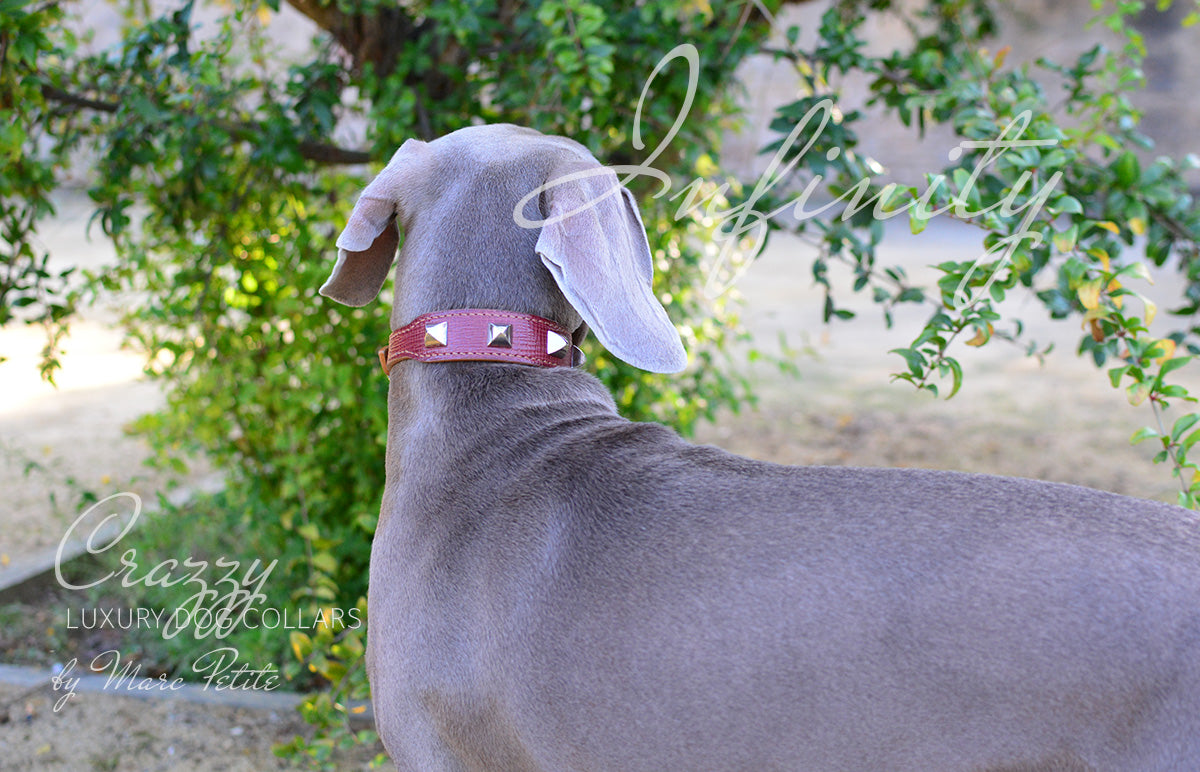 designer dog collar