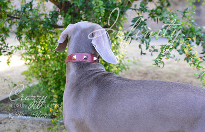 designer dog collar