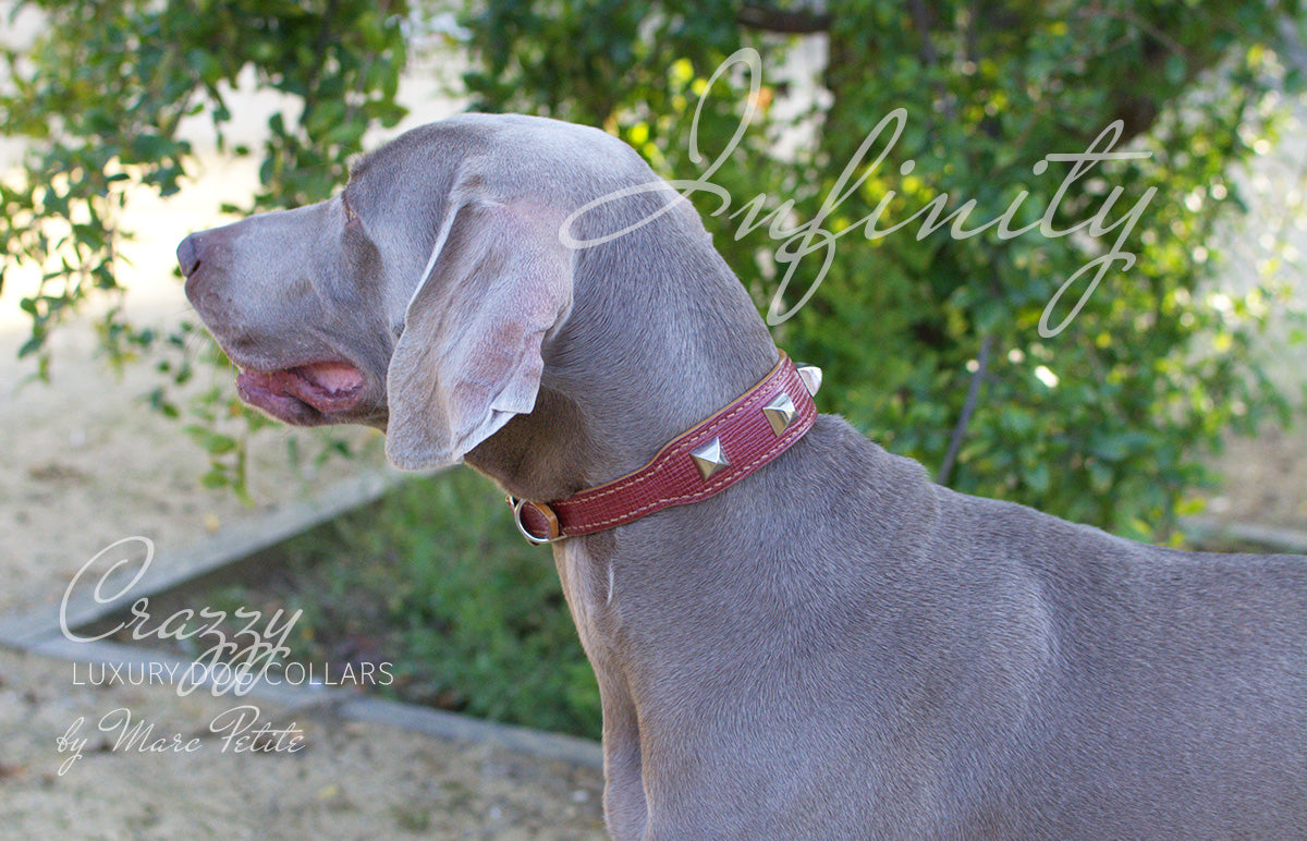 luxury dog collar