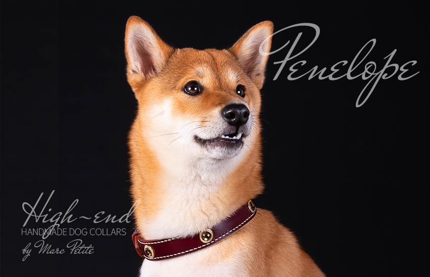 Husky dog collar