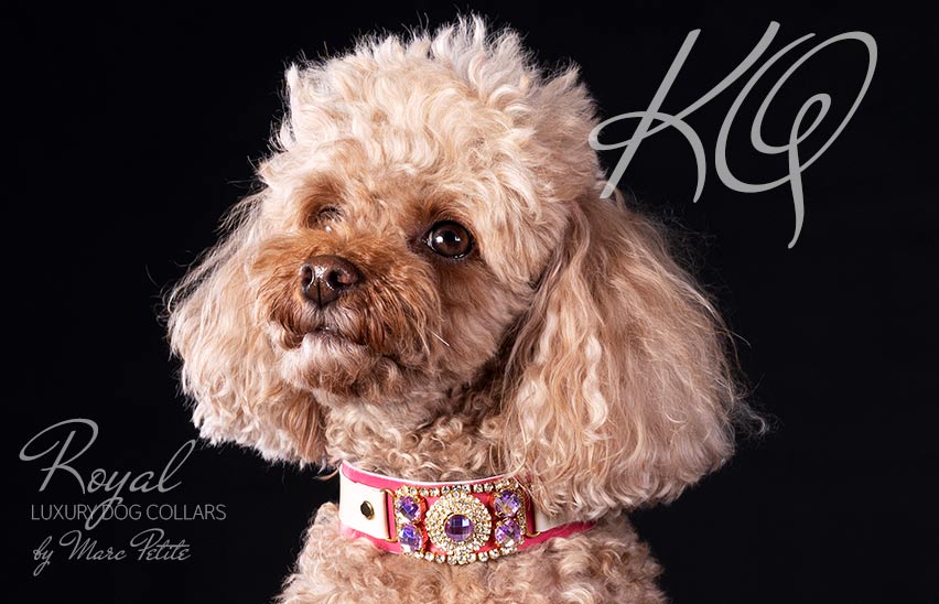 Poodle Dog Collar