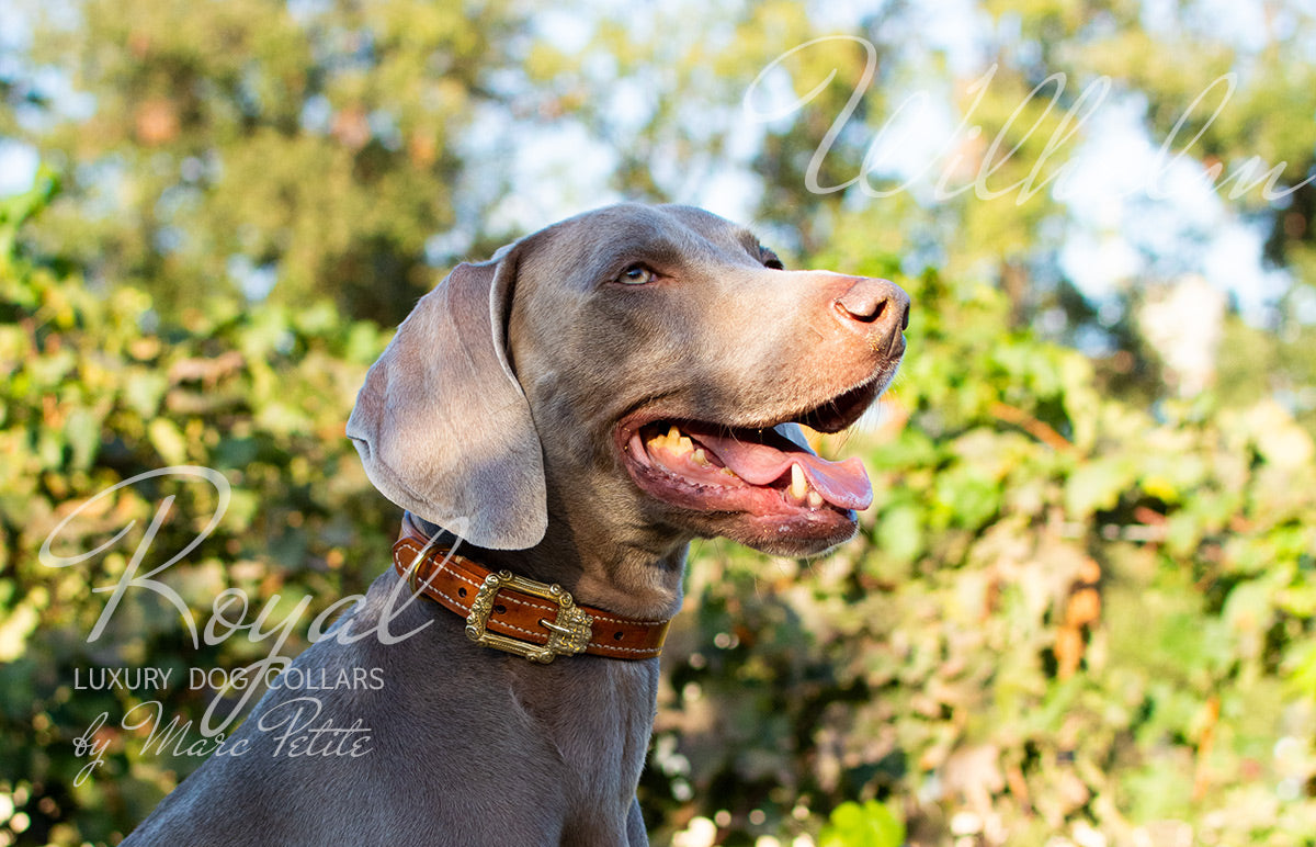 Artisan Dog Collar